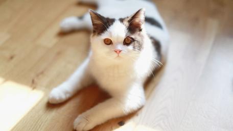 Charming Cat Relaxing in Sunlight wallpaper