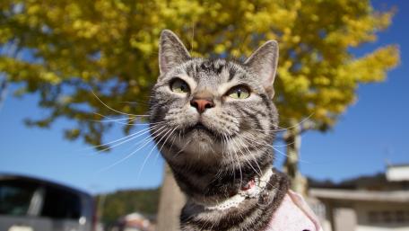 Majestic Cat Under Autumn Leaves wallpaper