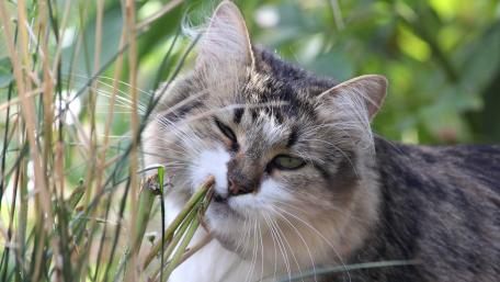 Charming Feline Among Nature's Greenery wallpaper