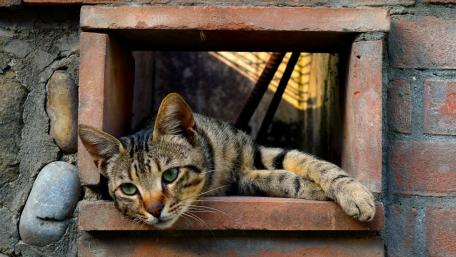 Lazy Cat Resting in a Window Frame wallpaper