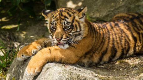 Playful Tiger Cub Resting on a Rock wallpaper