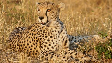 Majestic Cheetah Relaxing in the Wild Grasslands wallpaper