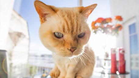 Adorable Cat in Bright Sunlight wallpaper