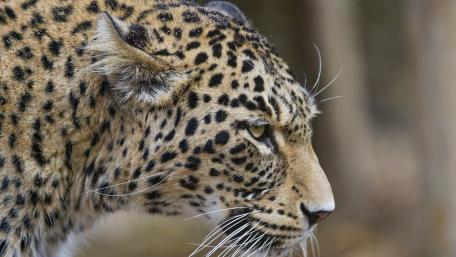 Majestic Leopard in Profile View wallpaper