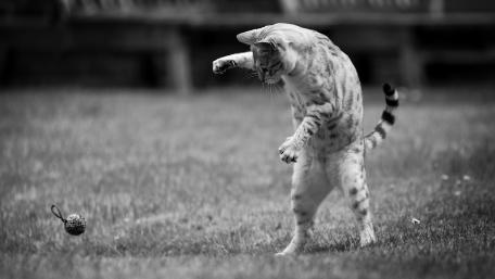 Playful Cat in Monochrome Elegance wallpaper