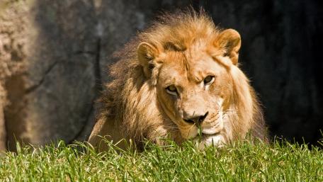 Majestic Lion in Natural Habitat wallpaper