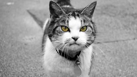 Bold Cat with Striking Eyes in Black and White wallpaper