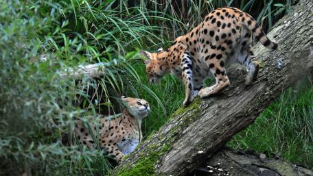 Wild Servals Playfully Interact in Nature's Embrace wallpaper
