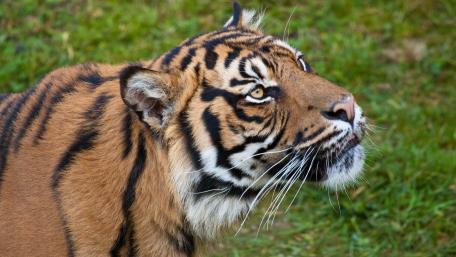 Majestic Tiger in Nature's Embrace wallpaper