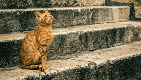 Charming Orange Cat on Stone Steps wallpaper