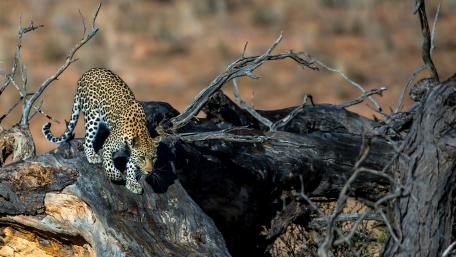 Majestic Leopard in the Wild Scene wallpaper