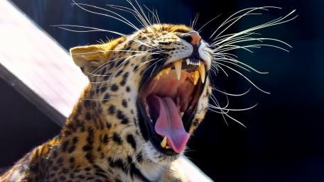 Majestic Yawning Leopard in the Wild wallpaper