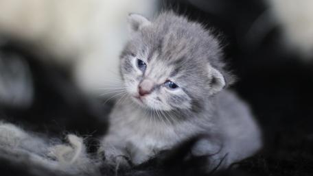 Adorable Gray Kitten with Big Eyes in Soft Surroundings wallpaper