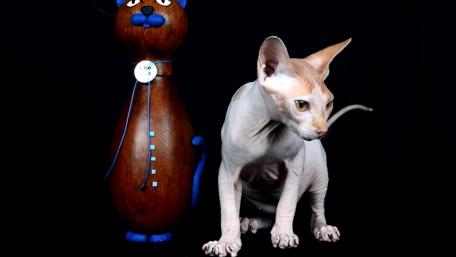 Whimsical Cat Companions wallpaper