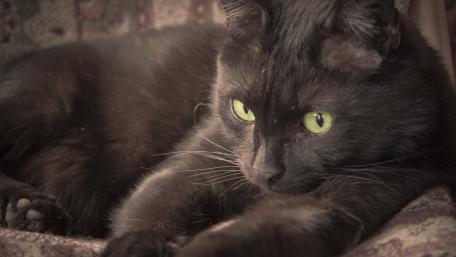 Mysterious Black Cat with Striking Green Eyes wallpaper