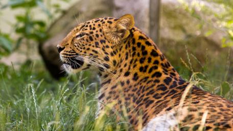 Majestic African Leopard in Nature Scene wallpaper