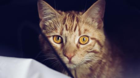 Mysterious Ginger Cat Staring Intently wallpaper