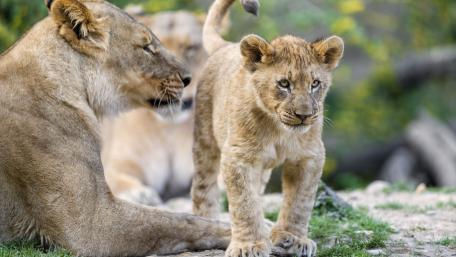 Majestic Lions in Their Habitat wallpaper