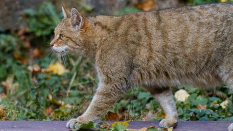 Wildcat in Autumn Wilderness Walking Among Leaves wallpaper