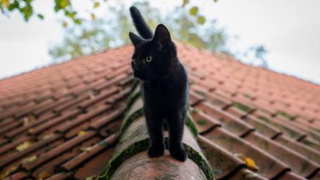 Graceful Black Cat on Rooftop Adventure wallpaper
