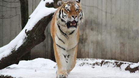 Majestic Tiger Roaming in Snowy Landscape wallpaper