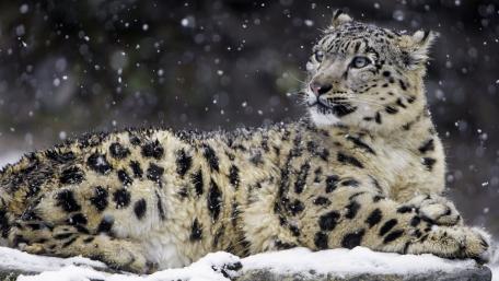 Majestic Snow Leopard in a Winter Wonderland wallpaper