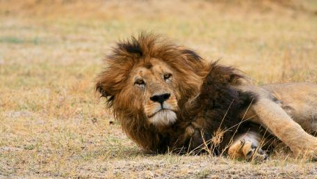 Majestic Lion Relaxing in the Wild wallpaper