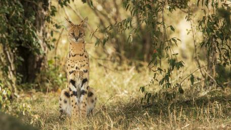 Majestic Serval in Natural Habitat wallpaper