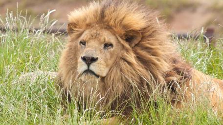 Majestic Lion Resting in Nature's Embrace wallpaper