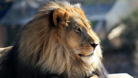 Majestic Lion in profile view wallpaper
