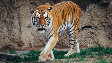 Majestic Tiger in Motion wallpaper