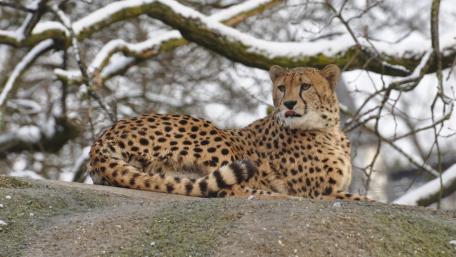 Majestic Cheetah in a Winter Landscape wallpaper