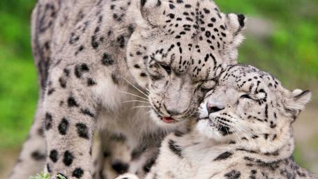 Snow Leopards in Affectionate Embrace wallpaper