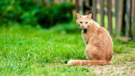 Curious Cat Enjoying Nature's Beauty wallpaper