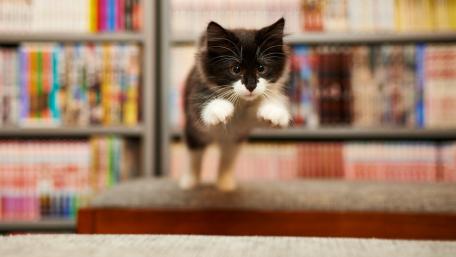 Playful Cat in a Cozy Library Setting wallpaper
