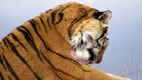 Majestic Tiger Grooming Itself wallpaper