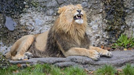 Majestic Lion Relaxing in Nature wallpaper