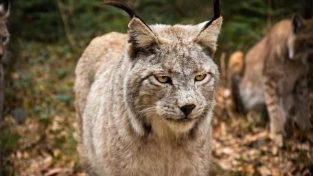 Majestic Lynx in Nature's Embrace wallpaper