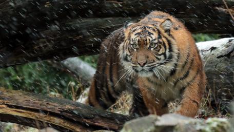 Majestic Tiger in a Snowy Landscape wallpaper