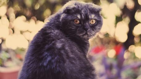 Mysterious Cat with Unique Eyes wallpaper