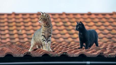 Two Cats Exploring a Rooftop Adventure wallpaper