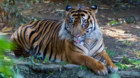 Majestic Tiger in Natural Habitat wallpaper