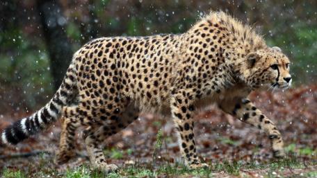 Majestic Cheetah Roaming in Nature's Embrace wallpaper