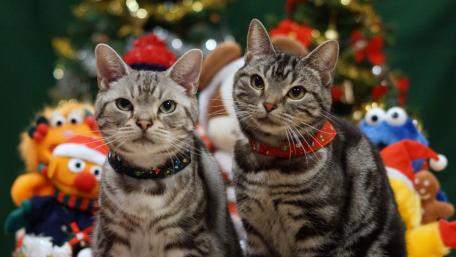 Festive Kittens in a Cheerful Setting wallpaper