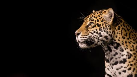 Majestic Leopard in Profile View wallpaper