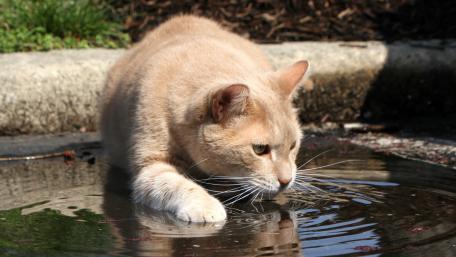 Curious Cat Exploring a Water Puddle wallpaper