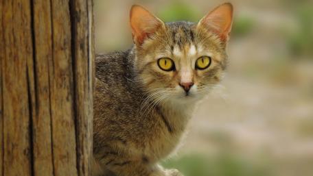 Captivating Stare of a Wild Cat wallpaper