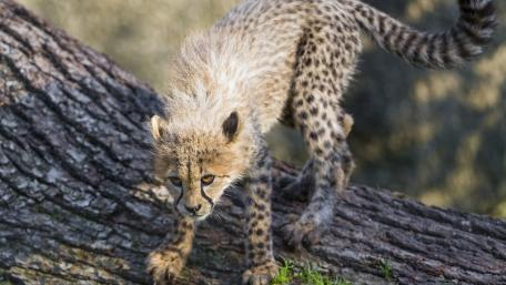 Cheetah Cub on the Move in Nature's Realm wallpaper