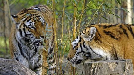 Siberian tigers wallpaper
