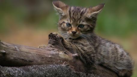 Playful Wild Cat Kitten Resting on Log wallpaper